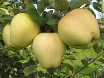 Яблоки Требу