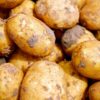 Värske kartul pesemata Solist